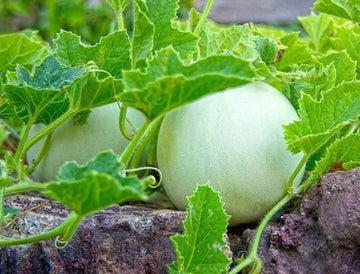 Green Honeydew Melon Seeds - Heirloom, Non-GMO | 115 Days to Maturity
