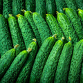 Chinese Snake Curved Cucumber Seeds - 10 Seeds (Cucumis sativus) Heirloom
