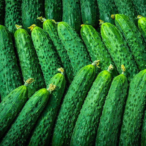 Chinese Snake Curved Cucumber Seeds - 10 Seeds (Cucumis sativus) Heirloom