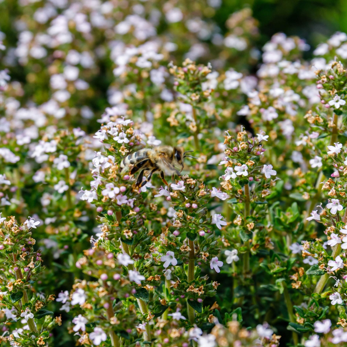 Thyme (Thymus vulgaris) Seeds - 2200 Seeds for Culinary Herb, Pollinator Garden