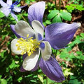 Columbine Purple Haze Mix Seeds (Aquilegia vulgaris) - 200 Non-GMO Seeds for Perennial Color & Pollinators