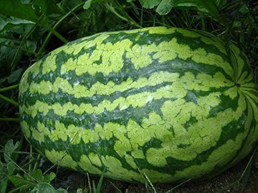 Carolina Cross Watermelon Seeds – 50 Premium USA-Grown Giant Melon Seeds