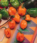 Orange Habanero Pepper Seeds - Heirloom, Non-GMO | 100 Days to Maturity | 100,000-350,000 Scoville