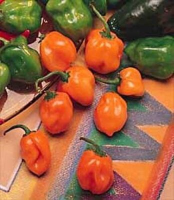 Orange Habanero Pepper Seeds - Heirloom, Non-GMO | 100 Days to Maturity | 100,000-350,000 Scoville