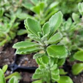 Plectranthus tomentosa Vicks Plant - 3 Unrooted 4" Succulent Cuttings