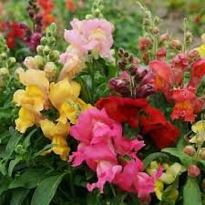 1000 Seeds Snapdragon MAGIC CARPET MIX - Antirrhinum Majus, Multicolor, Non-GMO