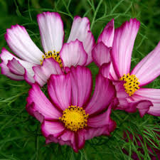 Cosmos bipinnatus Tall Mix Seeds - 500 Bulk Pack, Non-GMO, Easy Annual for Pollinators