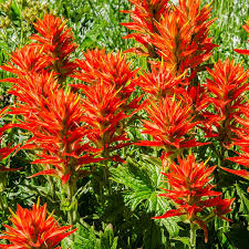 Castilleja coccinea Indian Paintbrush (Scarlet Paintbrush) - 25 Seeds for Native Wildflower Garden