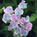 Margaret Hastie Sweet Pea Seeds - Fragrant Pink-Lavender Climbing Vines (50 seeds) by Folia Flora