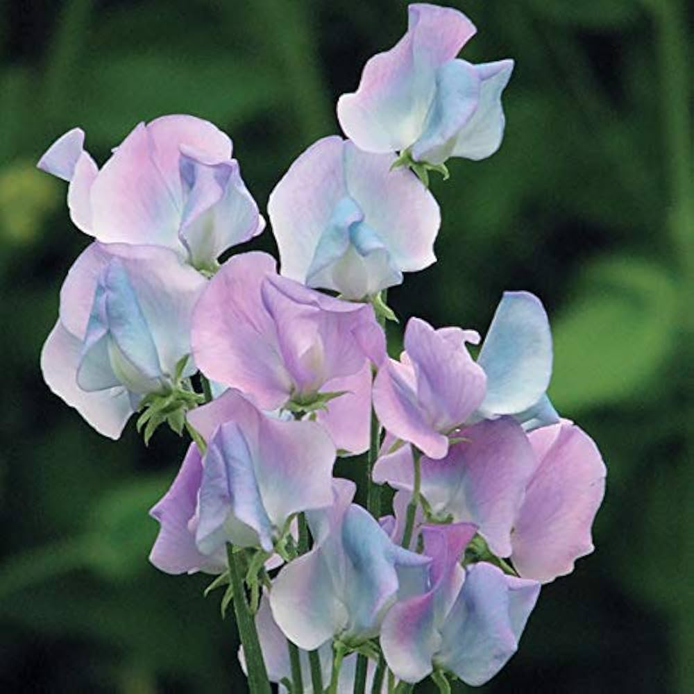 Margaret Hastie Sweet Pea Seeds - Fragrant Pink-Lavender Climbing Vines (50 seeds) by Folia Flora