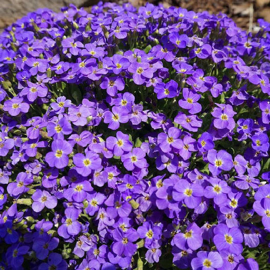 Aubrieta Whitewell Gem Purple Rock Cress - 500 Seeds Groundcover Perennial
