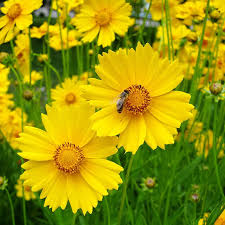 Lance Leaf Coreopsis Seeds (Coreopsis lanceolata) – 25 Seeds, Bright Yellow Perennial Wildflower