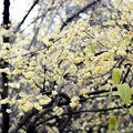 Chimonanthus Praecox Wintersweet Seeds - 10 Seeds for Fragrant Winter Blooms