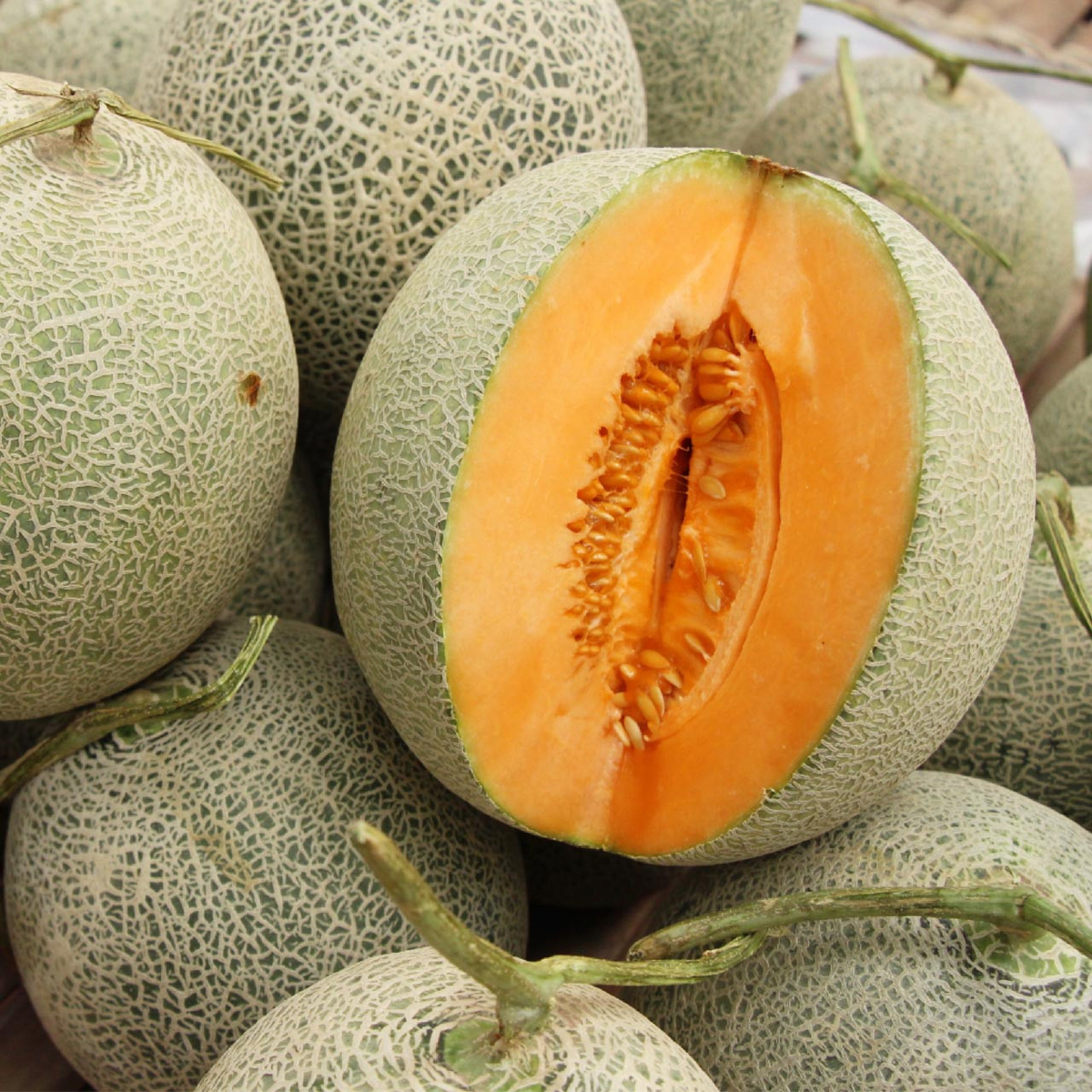 Hales Best Jumbo Cantaloupe Seeds (Cucumis melo) – 20 Seeds, Sweet & Juicy