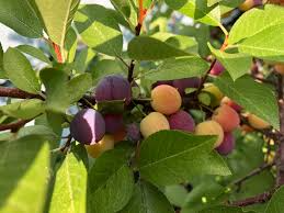 Beach Plum Prunus maritima Bare Root Plant 12-18" for Zones 3-9 - Edible Shrub