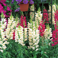 Snapdragon Seeds Liberty Classic Mix (Antirrhinum majus) – 1000+ Seeds for Vibrant Garden & Cut Flowers
