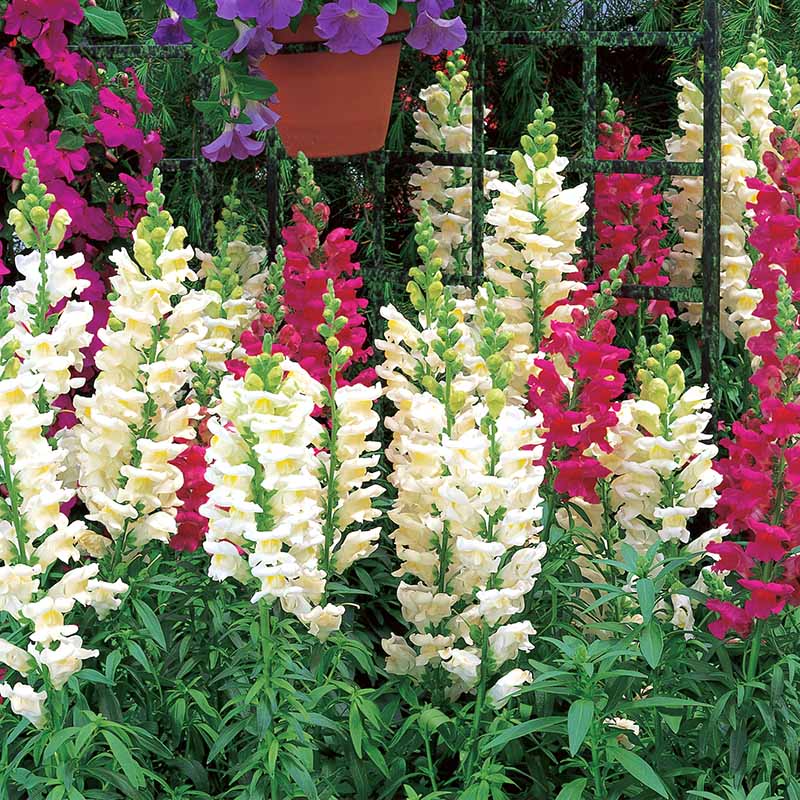 Snapdragon Seeds Liberty Classic Mix (Antirrhinum majus) – 1000+ Seeds for Vibrant Garden & Cut Flowers