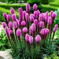 Elegant Blazingstar Seeds (Liatris elegans) - 25 Seeds, Pink-Purple Spikes
