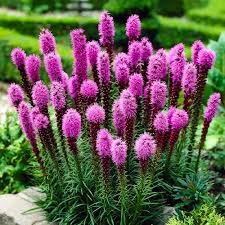 Elegant Blazingstar Seeds (Liatris elegans) - 25 Seeds, Pink-Purple Spikes
