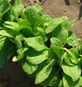 Spinach Viroflay Seeds - 1g | Heirloom, Fast Growing, Cold Hardy, High Yield