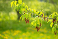 Acer negundo Boxelder Maple Seeds - Fast-Growing Shade Tree, 10 Seeds
