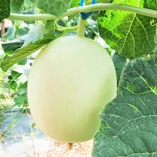 Green Honeydew Melon Seeds - Cucumis melo Heirloom, 50 Seeds