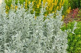 Artemisia ludoviciana Seeds (Prairie Sage) – 30mg, Native Drought-Tolerant Perennial