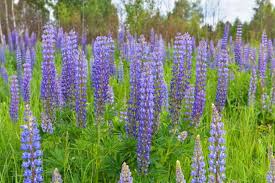 500mg Large Leaf Lupine Seeds (Lupinus polyphyllus) - Mixed Colors, Pollinator-Friendly