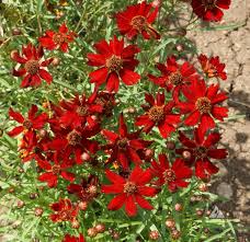Coreopsis Plains Dwarf Red Seeds – 100mg (~300 seeds)