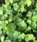 Pennywort Gotu Kola Bare Root Ground Cover | 15 Plants