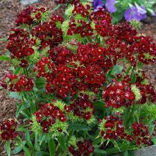 Sweet William Dianthus Dunetti Red Seeds - 200 Non-GMO Seeds, Dianthus barbatus