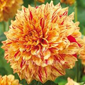 Dahlia Gloriosa - Variegated 6.5
