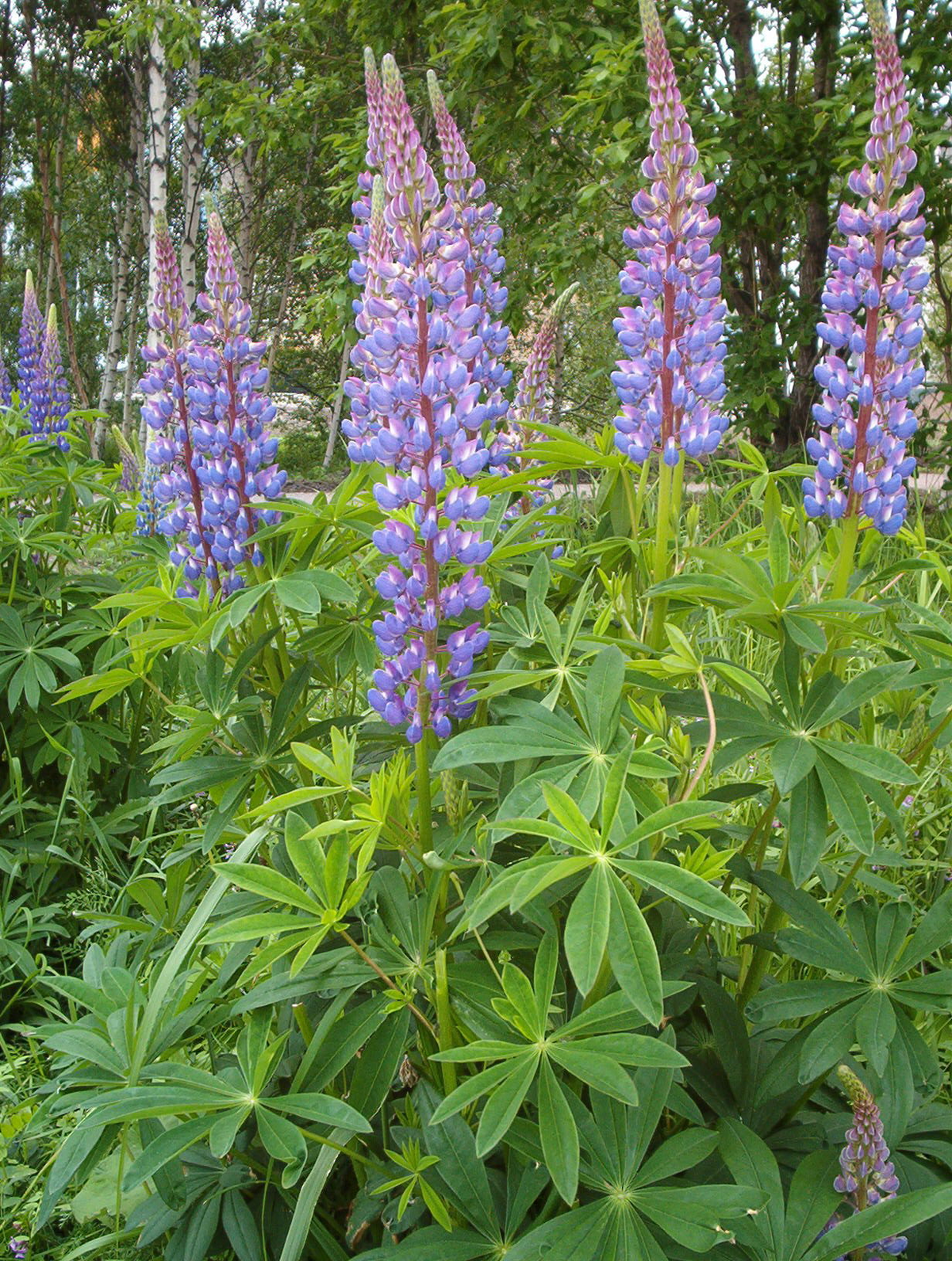 Lupine Large Leaf Seeds (Lupinus polyphyllus) - 20 Seeds, Perennial Blue & Purple Blooms
