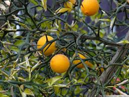 Hardy Orange Tree (Poncirus trifoliata) - 8” Fully Rooted Starter Plant