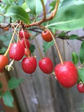 Goumi Cuttings (Elaeagnus multiflora) - 4 Unrooted Cuttings, Edible Red Fruits, Nitrogen-Fixing, Cold Hardy