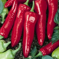 Hot Hatch Big Jim Chili Pepper Seeds – High Yield, Mild to Medium-Heat Capsicum annuum