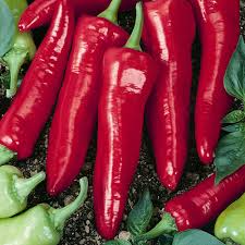 Hot Hatch Big Jim Chili Pepper Seeds – High Yield, Mild to Medium-Heat Capsicum annuum