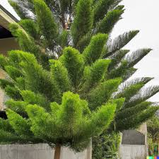 50 Tropical Oak Seeds (Casuarina cunninghamiana) - She-Oak Bonsai, Evergreen, Fast-Growing