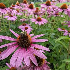 Purple Coneflower Seeds – Echinacea purpurea – 100 Seeds, Pollinator Friendly, Native Perennial