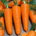 Chantenay Red Cored Carrot Seeds - 800 Seed Pack (Daucus carota) Heirloom for Garden Planting