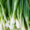 Onion Bunching Tokyo Long Seeds (Allium fistulosum) - 250 Seeds