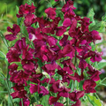 Burgundy Mix Sweet Pea Seeds – 50+ Climbing Flowers for Bouquets & Trellises
