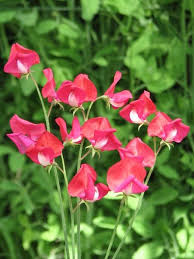 King Edward VII Sweet Pea Seeds – 50+ Crimson Red Blooms | Heirloom Climbing Flower Vine (Seeds)