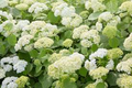 Annabelle Smooth Hydrangea Starter Plant | White Hydrangea arborescens