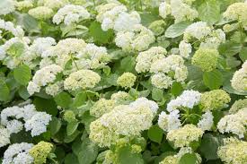 Annabelle Smooth Hydrangea Starter Plant | White Hydrangea arborescens