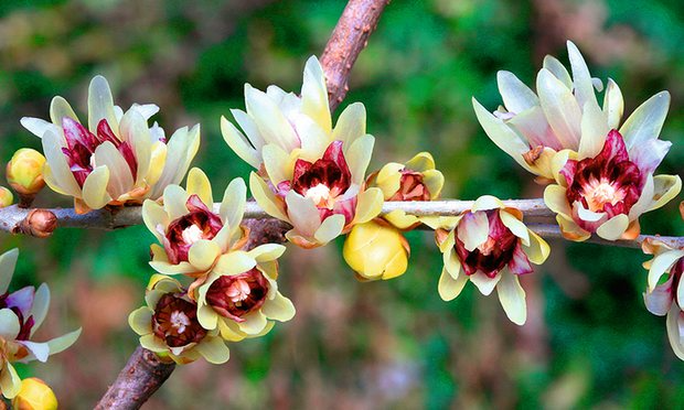 Chimonanthus Praecox Seeds - Wintersweet (10 Seeds) Fragrant Winter Blooms