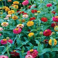 Zinnia Dwarf Button Box Heirloom Seeds - 200 Non-GMO Seeds, Dainty Color Mix