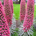 Tower of Jewels Red Bugloss Seeds (Echium wildpretti) – 50 Seeds