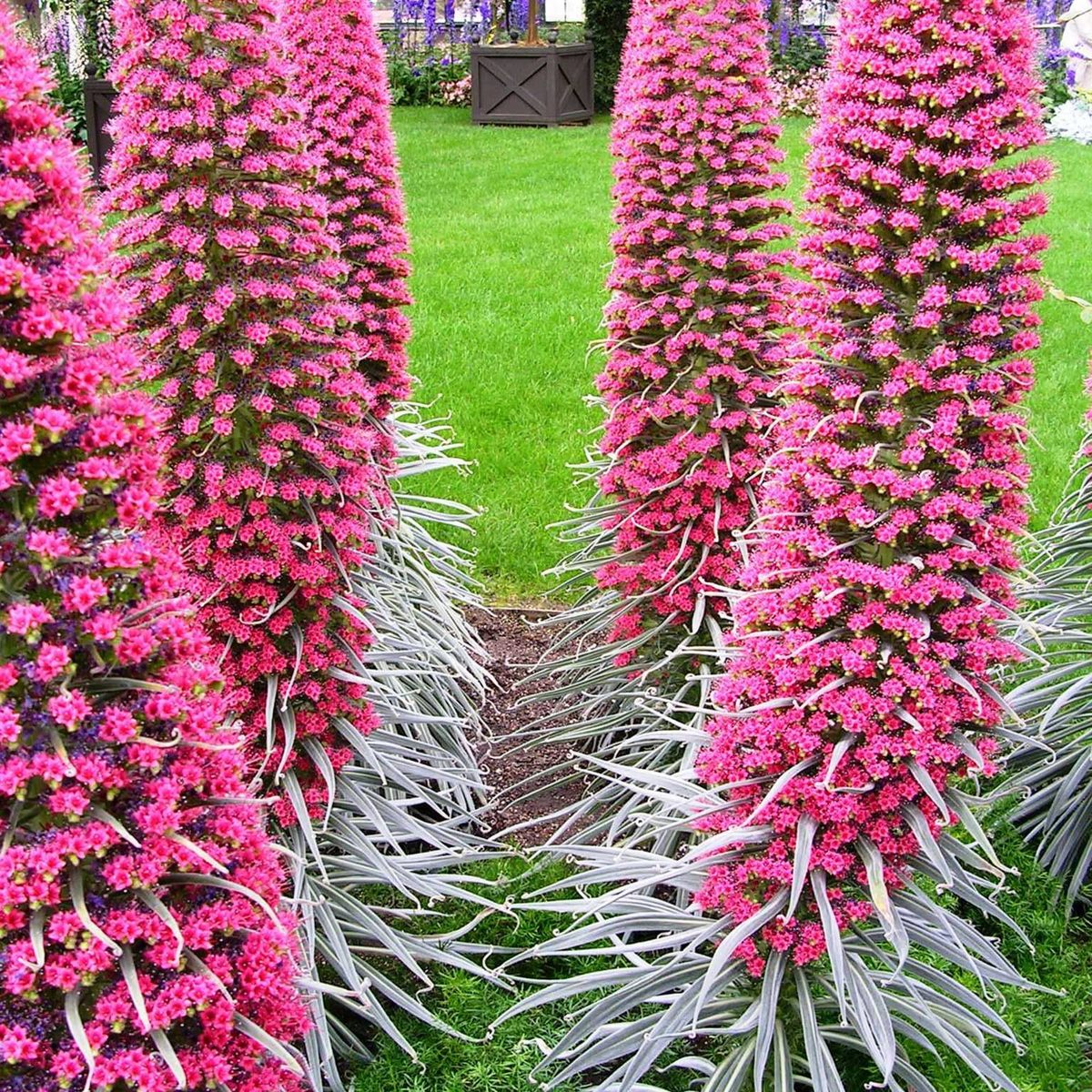 Tower of Jewels Red Bugloss Seeds (Echium wildpretti) – 50 Seeds
