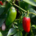 Jalapeño M Pepper Seeds – Heirloom Capsicum annuum, Medium Heat, High-Yield